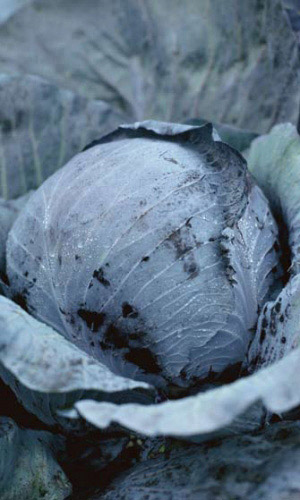 Капуста краснокочанная КОЛОБОК РУБИНОВЫЙ