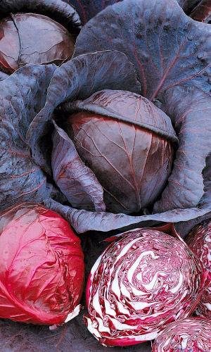 Капуста краснокочанная МАРС МС