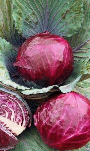 Капуста краснокочанная ПОБЕДА