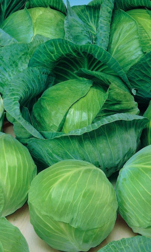 Капуста ПРЕСТИЖ ДАЧНИКА F1 &mdash; Высокоурожайная! Не повреждается слизнями! Универсальное использование!