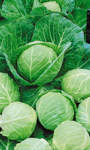 Капуста САХАРНЫЙ ГИГАНТ®