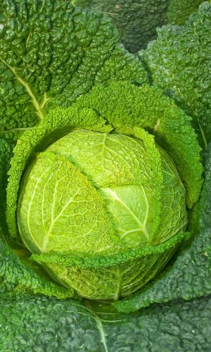 Капуста савойская ЮБИЛЕЙНАЯ 2170
