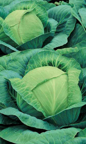 Капуста СБ-3 F1