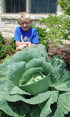 Капуста ТЁЩИН ЗАСОЛ &mdash; Сорт холодостойкий и жаростойкий! Лучший сорт для засола!
