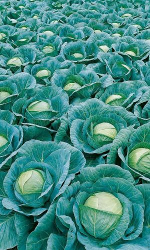 Капуста УРАЛЬСКИЙ ЭКСПРЕСС F1 &mdash; Плотная текстура! Порционный! Дружное созревание! Высокие вкусовые качества!