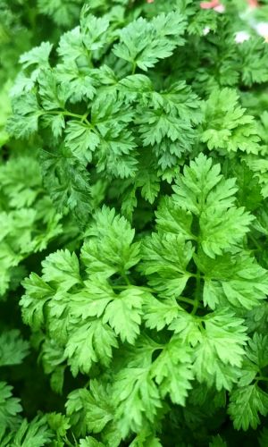 Кервель АРОМАТНЫЙ &mdash; Трава для гурманов и ценителей! Аромат с нотками петрушки и тархуна! Удивите семью новыми вкусами привычных блюд!