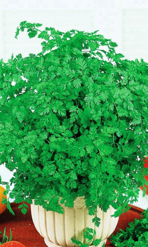 Кервель АЖУРНЫЙ (КУРЧАВЫЙ) &mdash; Для самых вкусных салатов! Повышенное содержание витамина С! Показан при болезнях печени и почек!