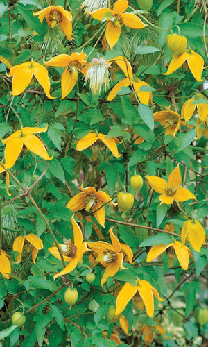 Клематис ЗОЛОТОЙ ВОДОПАД восточный