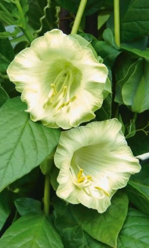 Кобея ПЕРВЫЙ СНЕГ