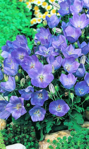 Колокольчик карпатский ГОЛУБОЙ