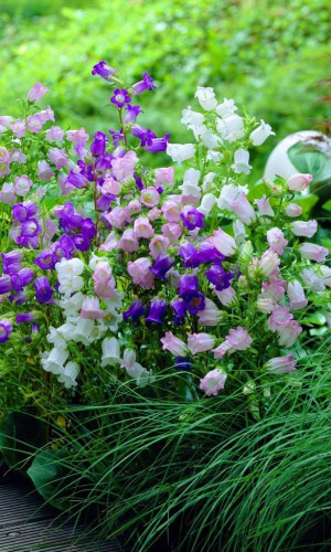 Колокольчик средний ПАРАД