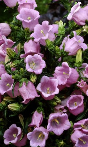 Колокольчик средний СИМФОНИЯ РОЗОВАЯ