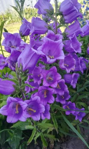 Колокольчик средний СИМФОНИЯ СИНЯЯ