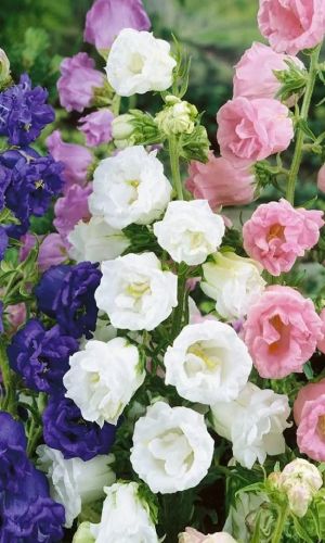 Колокольчик средний ВЕСЁЛОЕ ЧАЕПИТИЕ