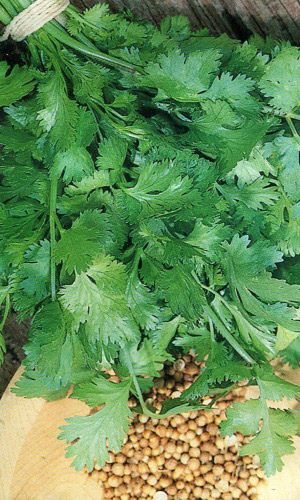 Кориандр (Кинза) БОРОДИНСКОЕ ПОЛЕ