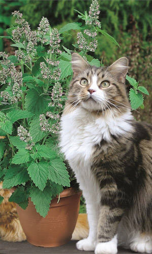 Котовник лимонный БАРХАТ