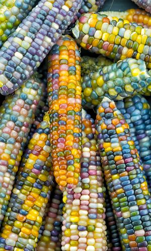 Кукуруза ЧУДО ПРИРОДЫ