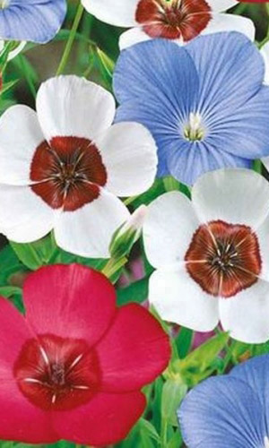 Лён крупноцветковый ОЧАРОВАНИЕ СМЕСЬ