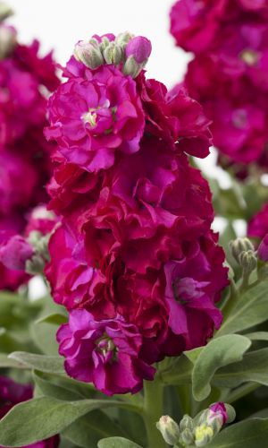 Левкой СИНДЕРЕЛЛА РЕД &mdash; Бордюрное растение с необыкновенным ароматом!