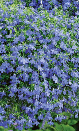 Лобелия ГОЛУБОГЛАЗАЯ ПРИМАДОННА F1