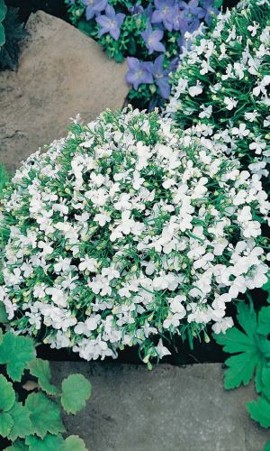 Лобелия ВЕЧНОЕ СИЯНИЕ ЧИСТОЙ ЛЮБВИ