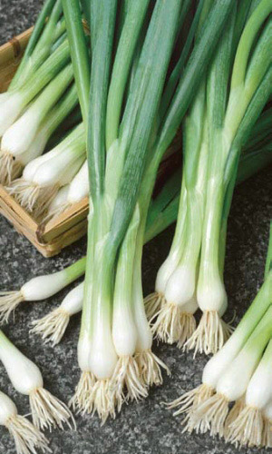 Лук батун АПРЕЛЬСКИЙ