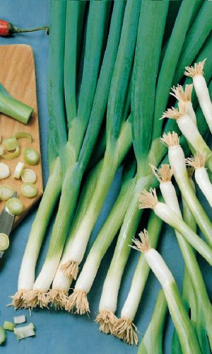 Лук на зелень ЛОНГ ТОКИО