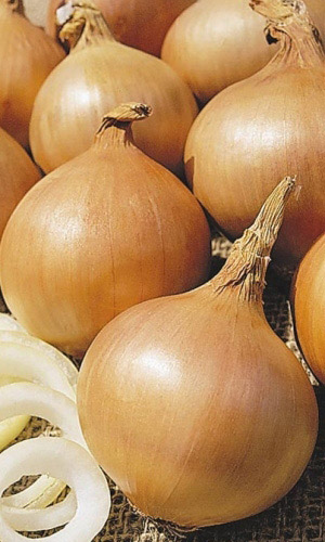 Лук репчатый КОЛОБОК