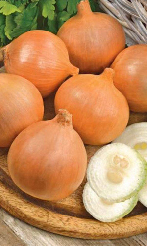 Лук репчатый ЛЕДОКОЛ