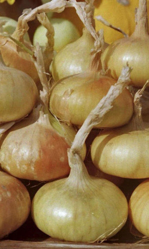 Лук репчатый СИБИРСКИЙ ОДНОЛЕТНИЙ