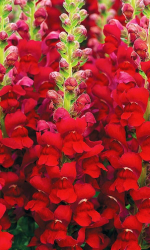 Львиный зев РАЙСКАЯ ПТИЦА