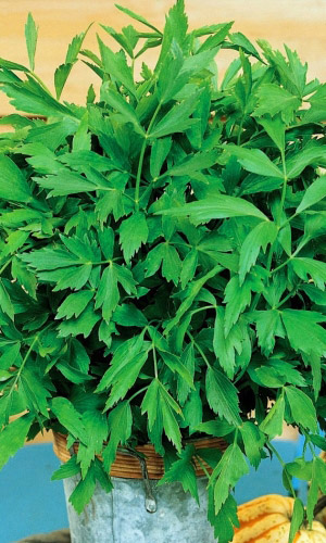 Любисток УДАЛЕЦ &mdash; Имеет мочегонное и отхаркивающее действие, улучшает пищеварение, идеально подойдёт для мясных и рыбных блюд!