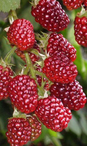 Малина ГЕРКУЛЕС