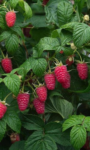 Малина СЛАСТИХА