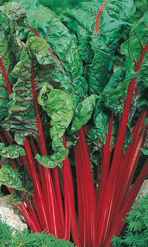 Мангольд АЛЫЙ