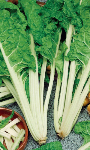 Мангольд ИЗУМРУД