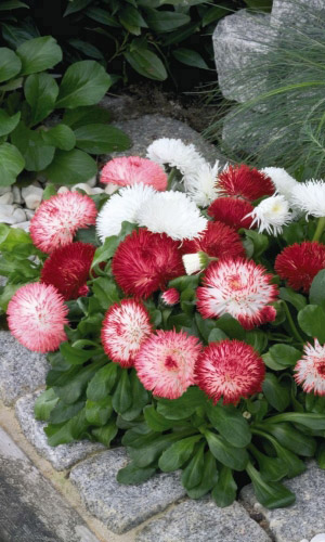 Маргаритка СНЕЖНАЯ КОРОЛЕВА