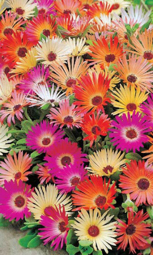 Мезембриантемум ИСКОРКИ