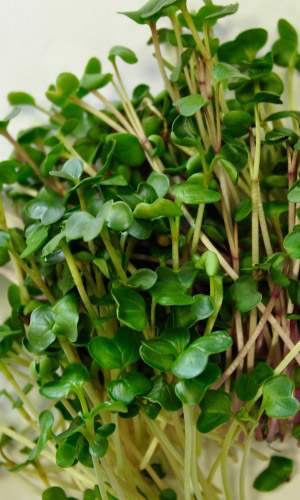 Микрозелень ПИКАНТНАЯ СМЕСЬ