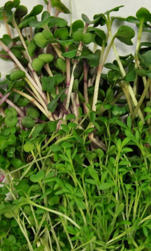 Микрозелень САЛАТНАЯ СМЕСЬ