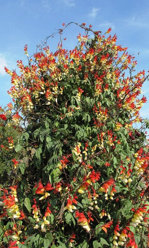 Мина ЭКЗОТИКА ЛЮБВИ