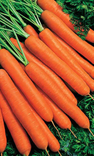 Морковь БЕЗ СЕРДЦЕВИНЫ