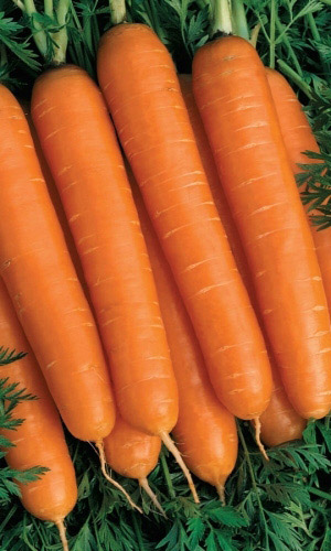 Морковь ДЕТСКАЯ СЛАДКАЯ (ЛЕНТА)