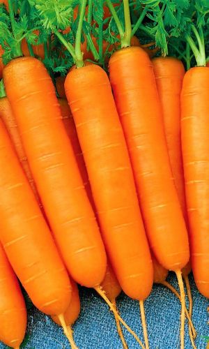 Морковь РОЙАЛ ФОРТО