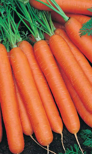 Морковь КАМПО &mdash; Ровная и длинная, великолепно хранится! Необычайно сладкая! Крайне урожайная!