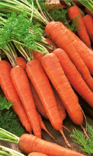 Морковь ЛОСИНООСТРОВСКАЯ 13