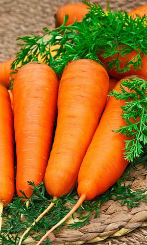 Морковь МАРЛИНКА