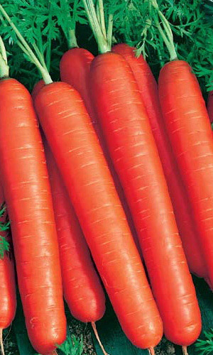 Морковь МАРМЕЛАД F1