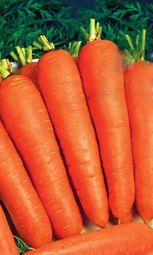 Морковь МАРС F1