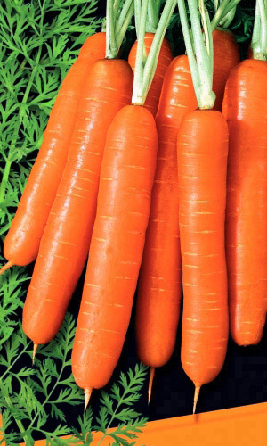 Морковь МЕДОВАЯ